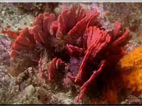 LoxPix Sub-Aqua Image