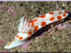 LoxPix Sub-Aqua Image