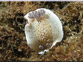 LoxPix Sub-Aqua Image