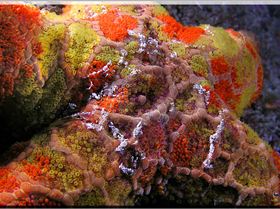 LoxPix Sub-Aqua Image