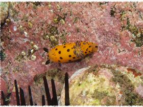 LoxPix Sub-Aqua Image