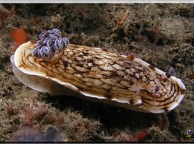 LoxPix Sub-Aqua Image