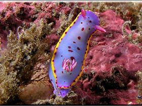 LoxPix Sub-Aqua Image