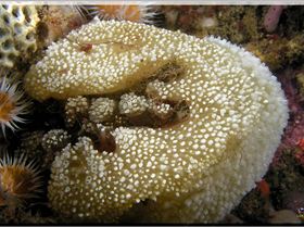 LoxPix Sub-Aqua Image