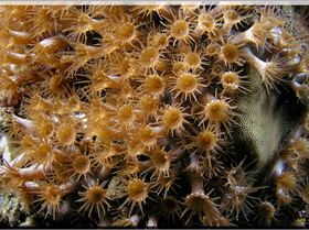 LoxPix Sub-Aqua Image