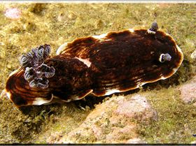 LoxPix Sub-Aqua Image