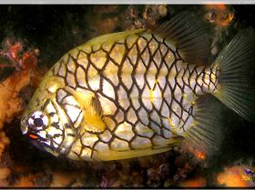 LoxPix Sub-Aqua Image