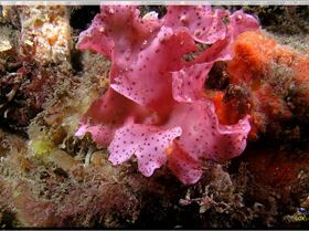 LoxPix Sub-Aqua Image