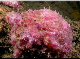 LoxPix Sub-Aqua Image