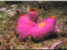 LoxPix Sub-Aqua Image