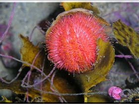 LoxPix Sub-Aqua Image