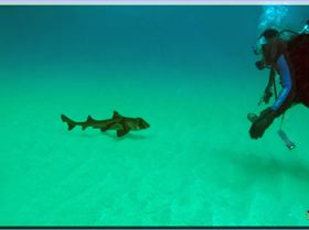 LoxPix Sub-Aqua Image