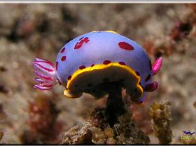 LoxPix Sub-Aqua Image