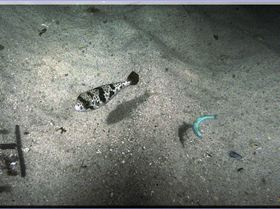 LoxPix Sub-Aqua Image