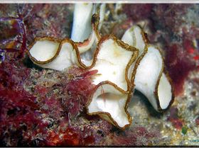 LoxPix Sub-Aqua Image