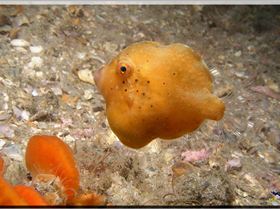 LoxPix Sub-Aqua Image