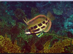 LoxPix Sub-Aqua Image