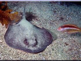 LoxPix Sub-Aqua Image