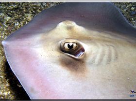 LoxPix Sub-Aqua Image