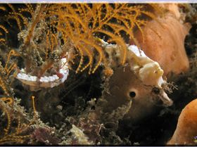 LoxPix Sub-Aqua Image