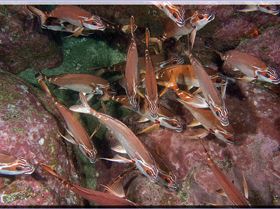 LoxPix Sub-Aqua Image