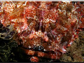 LoxPix Sub-Aqua Image