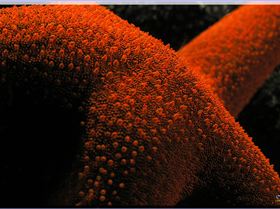 LoxPix Sub-Aqua Image