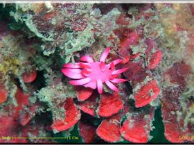 LoxPix Sub-Aqua Image