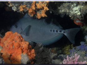 LoxPix Sub-Aqua Image