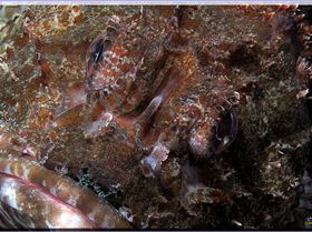 LoxPix Sub-Aqua Image