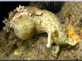 LoxPix Sub-Aqua Image