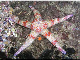 LoxPix Sub-Aqua Image