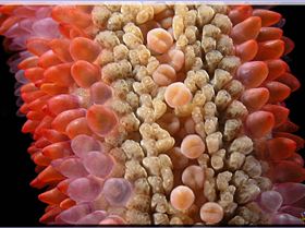 LoxPix Sub-Aqua Image