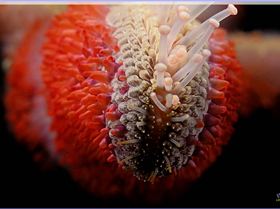 LoxPix Sub-Aqua Image