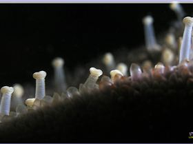 LoxPix Sub-Aqua Image