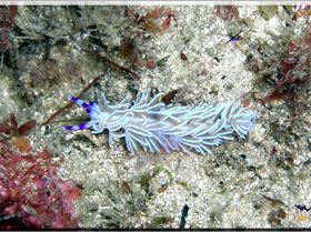 LoxPix Sub-Aqua Image