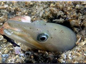 LoxPix Sub-Aqua Image