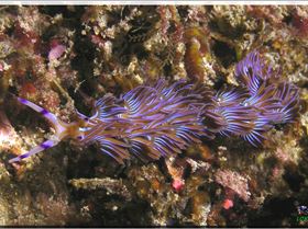 LoxPix Sub-Aqua Image