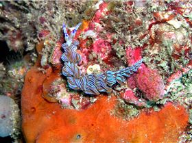 LoxPix Sub-Aqua Image