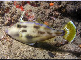 LoxPix Sub-Aqua Image