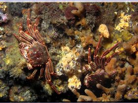 LoxPix Sub-Aqua Image