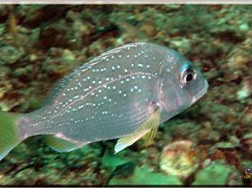 LoxPix Sub-Aqua Image