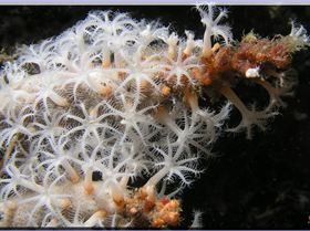 LoxPix Sub-Aqua Image