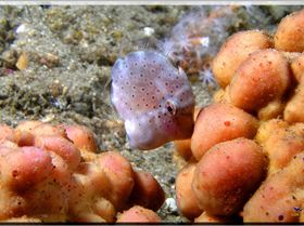 LoxPix Sub-Aqua Image