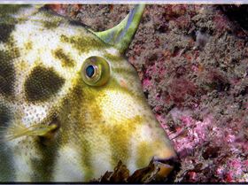 LoxPix Sub-Aqua Image