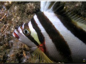 LoxPix Sub-Aqua Image