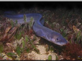 LoxPix Sub-Aqua Image