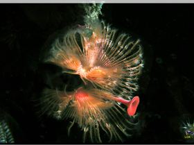 LoxPix Sub-Aqua Image