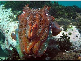 LoxPix Sub-Aqua Image