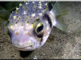 LoxPix Sub-Aqua Image